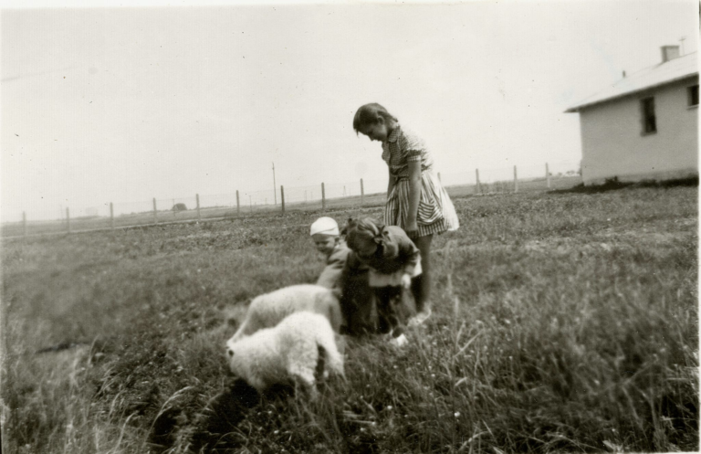 Pan Jacek Tarka z siostrą Marią i ze starszą dziewczynką przyglądają się dwóm barankom pasącym się na łące pomiędzy ul. Larymowicza i Polną, na tyłach dawnego budynku weterynarii.